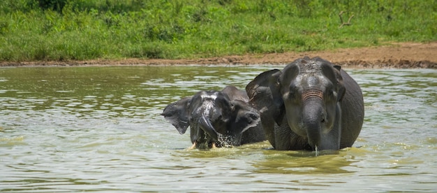 Elefantes selvagens no Parque Nacional Udawalawa Yala no Sri Lanka