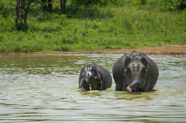 Elefantes selvagens no Parque Nacional Udawalawa Yala no Sri Lanka