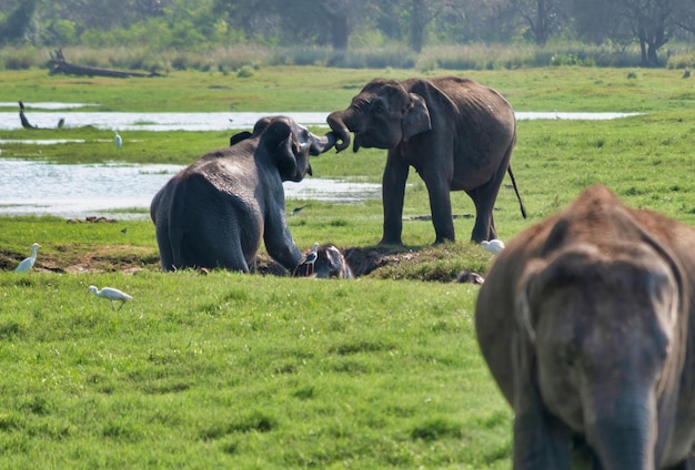 Foto elefantes de sri lanka