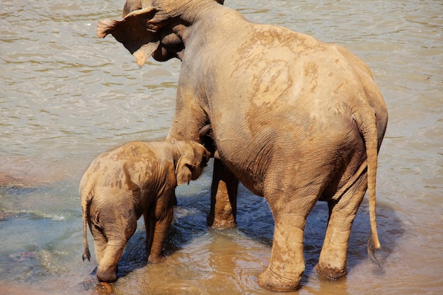 Elefantes en Sri Lanka