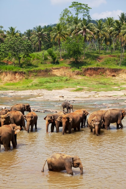 Elefantes en Sri Lanka