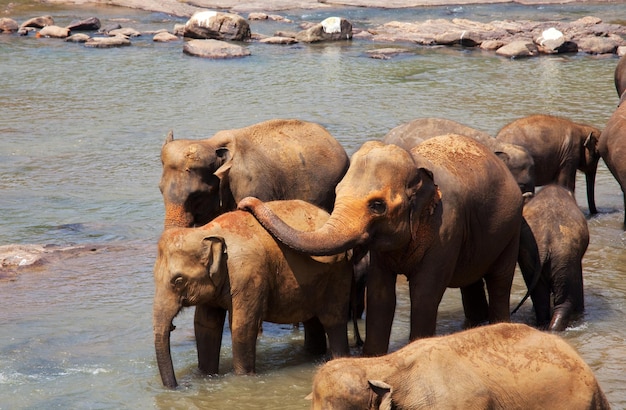 Elefantes en Sri Lanka