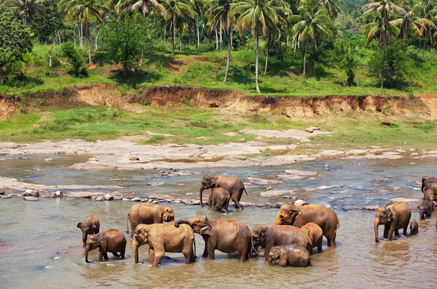 Elefantes en Sri Lanka