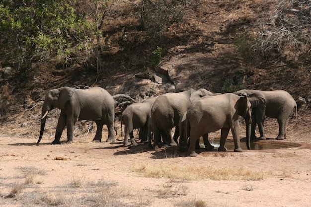 Elefantes sudafricanos en un bosque