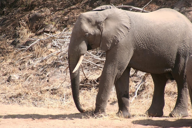 Elefantes sudafricanos en un bosque