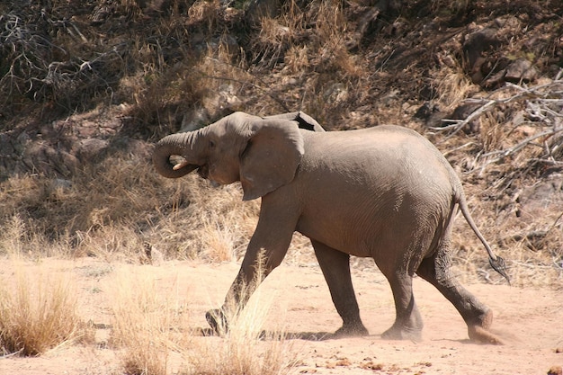 Elefantes sudafricanos en un bosque