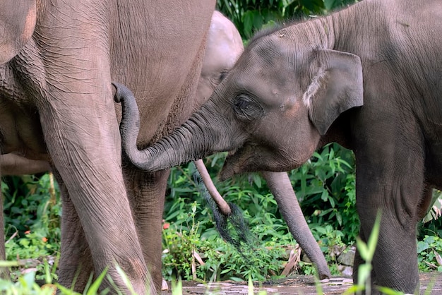 Elefantes de Sumatra en su entorno