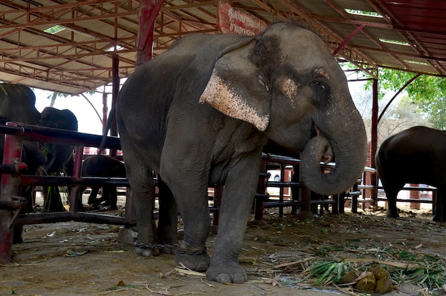 Elefantes tailandeses comiendo en el campamento de elefantes de Ayutthaya el 10 de enero de 2016 en Ayutthaya, Tailandia