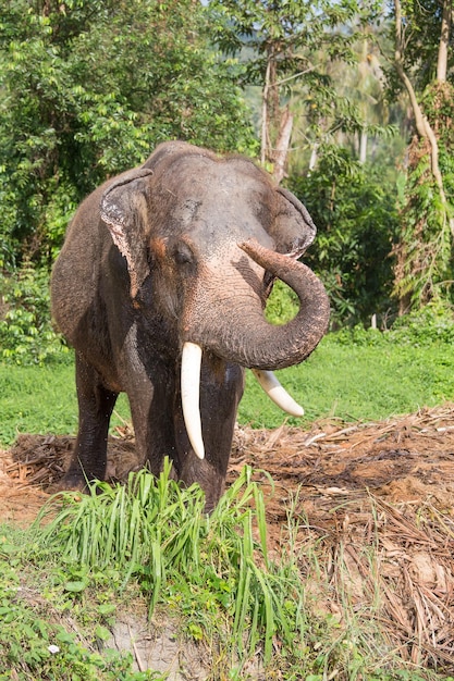 De elefantes en Tailandia