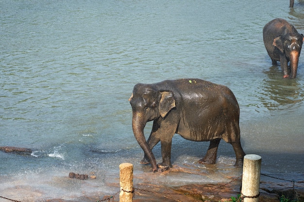 Elefantes tomando banho no rio Jungle do Sri Lanka