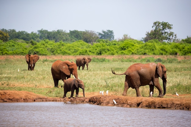 Elefantes vermelhos no poço da savana do quênia