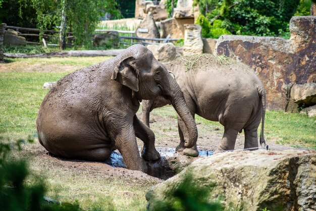 Elefantes en el zoológico de Praga en un día caluroso