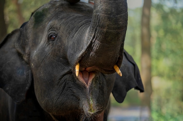 Foto elefantinho segurou o elefante para se divertir depois de comer grama.