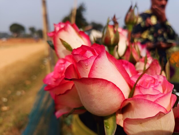 Elegança floral Uma sinfonia de cores da natureza