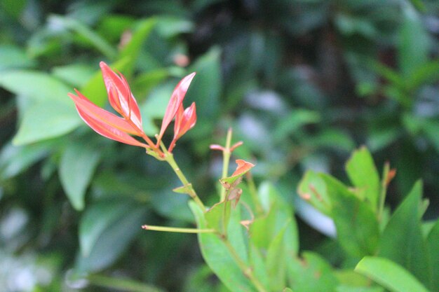 La elegancia carmesí La hermosa exhibición de la Syzygium oleina roja