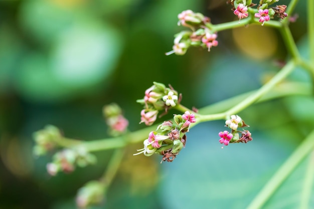 Elegância das flores de caju