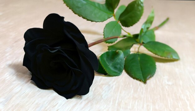 Elegancia enigmática Foto gratis de una rosa negra Abrace la belleza misteriosa de la rara floración de la naturaleza