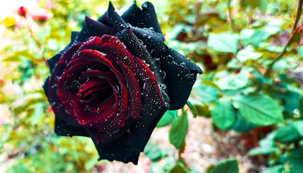 Elegancia enigmática Foto gratis de una rosa negra Abrace la belleza misteriosa de la rara floración de la naturaleza
