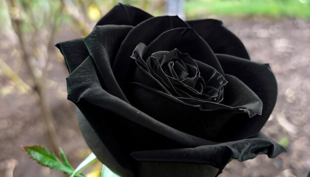 Elegancia enigmática Foto gratis de una rosa negra Abrace la belleza misteriosa de la rara floración de la naturaleza