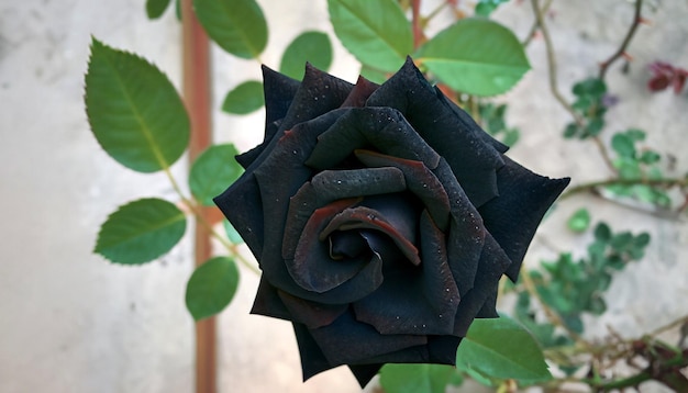 Elegância enigmática Foto gratuita de uma rosa negra abraça a beleza misteriosa da rara floração da natureza