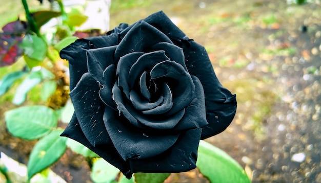 Elegância enigmática Foto gratuita de uma rosa negra abraça a beleza misteriosa da rara floração da natureza