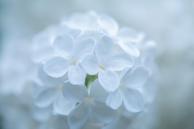 Elegância etérea capturando a beleza dos lilases brancos em uma tela sutil