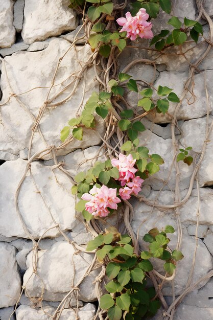 La elegancia en la naturaleza girando la vid escalando una pared de piedra