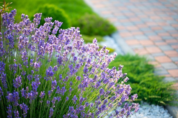 La elegancia en la naturaleza muestra la majestuosidad de la lavanda en el diseño del patio trasero