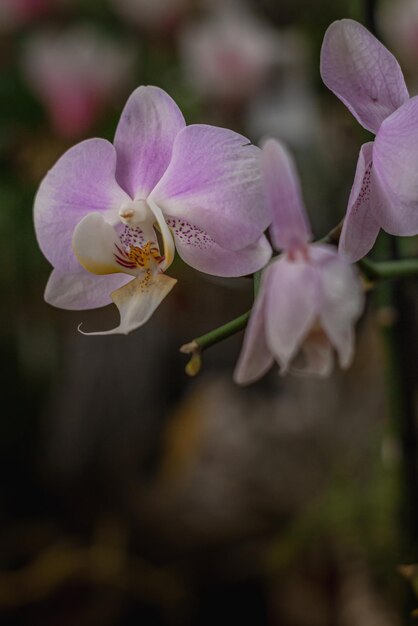 Elegância rosa flores com fundo floral. As orquídeas são flores incríveis e também elegantes.