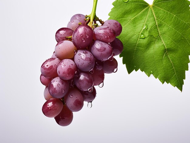 La elegancia de la viña Las uvas frescas en un fondo blanco adornadas