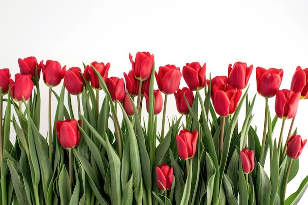 Elegant roter Tulpenstrauß auf weißem Hintergrund für Feiern