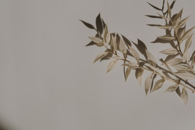 Elegante ästhetische getrocknete Grasstämme mit Sonnenlichtschatten auf braunweißem Hintergrund mit Kopierraum Boho stilvolle Stilllebenblumenkomposition