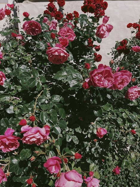 Elegante ästhetische rosa Rosenblüten auf neutralem Beige-Hintergrund