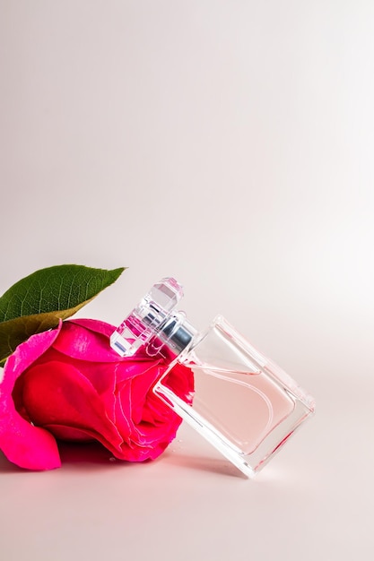 Una elegante botella de perfume de mujer o eau de toilette se encuentra en la cabeza de una rosa rosa Vista vertical frontal fondo pastel Un espacio de copia