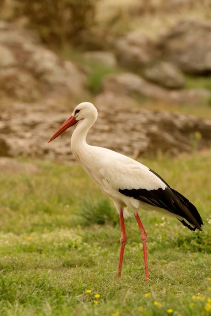 Elegante cigüeña blanca