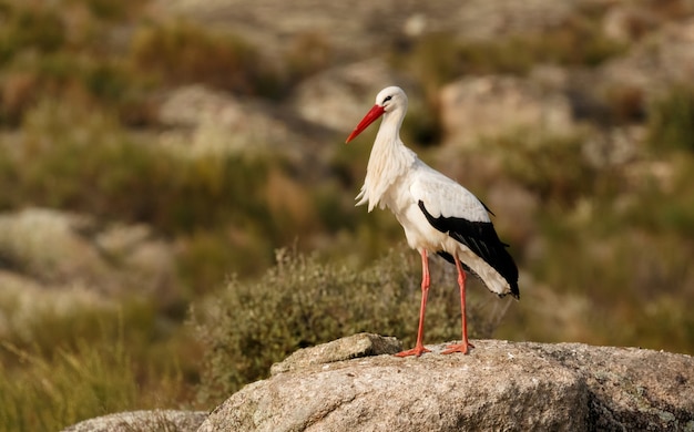 Elegante cigüeña blanca