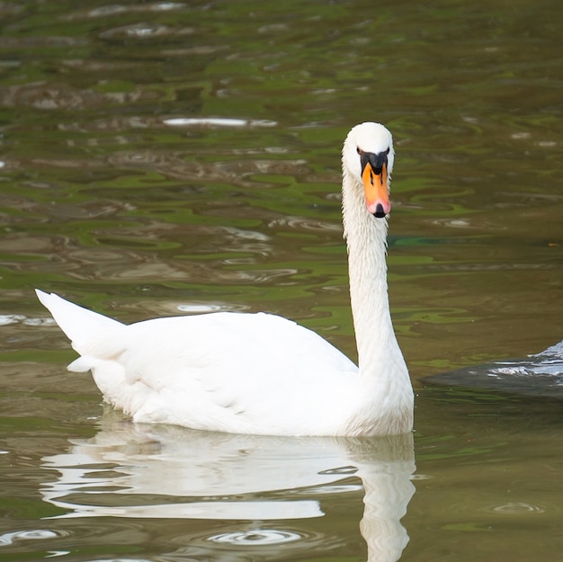 El elegante cisne blanco en el lago en el parque.