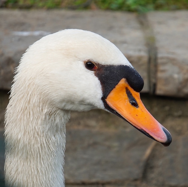 El elegante cisne blanco en el lago en el parque.