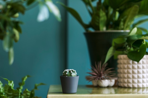 Elegante composición floral con hermosas plantas, cactus y suculentas en diseño y macetas hipster en la mesa de café. Salón natural. Paredes verdes. Concepto de jardinería doméstica. Plantilla.