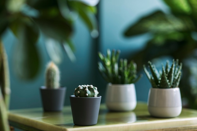 Elegante composición floral con hermosas plantas, cactus y suculentas en diseño y macetas hipster en la mesa de café. Salón natural. Paredes verdes. Concepto de jardinería doméstica. Plantilla.