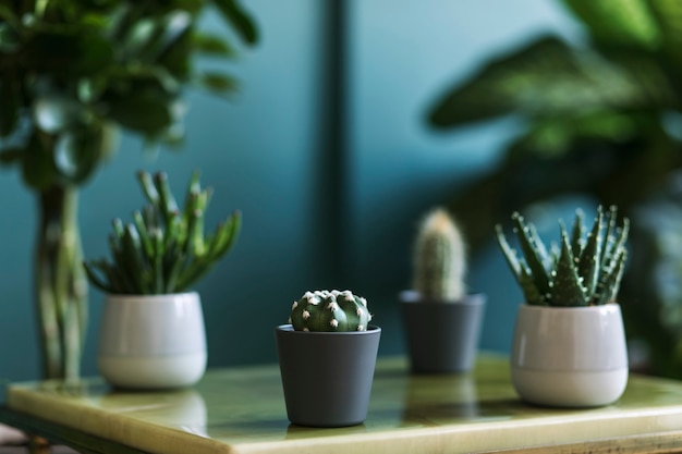 Elegante composición floral con hermosas plantas, cactus y suculentas en diseño y macetas hipster en la mesa de café. Salón natural. Paredes verdes. Concepto de jardinería doméstica.