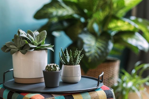 Elegante composición floral con hermosas plantas, cactus y suculentas en diseño y macetas hipster en la mesa de café. Salón natural. Paredes verdes. Concepto de jardinería doméstica.