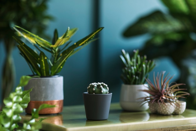 Elegante composición floral con hermosas plantas, cactus y suculentas en macetas de diseño y hipster en la mesa de café de mármol. Salón natural. Paredes verdes. Concepto de jardinería doméstica. Plantilla.