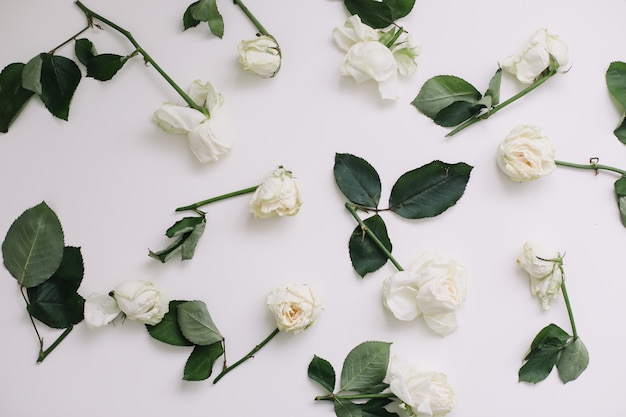 Elegante composición floral con rosas blancas y lugar para texto sobre fondo blanco. Vista superior