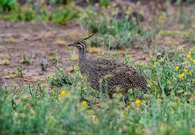 Elegante crested tinamou in Grünland Umgebung La Pampa Provinz Patagonien Argentinien