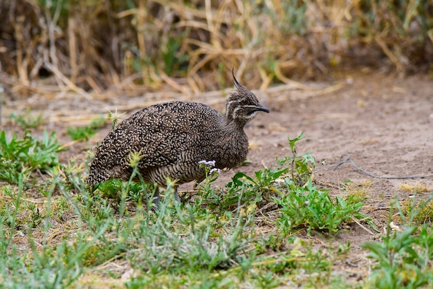 Elegante Crested tinamú Eudromia elegans entorno de pastizales pampeanos