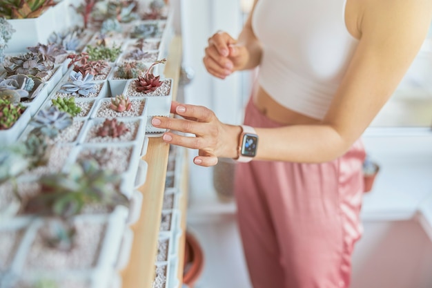 Elegante dama con reloj inteligente toma hermosas suculentas del estante en el interior