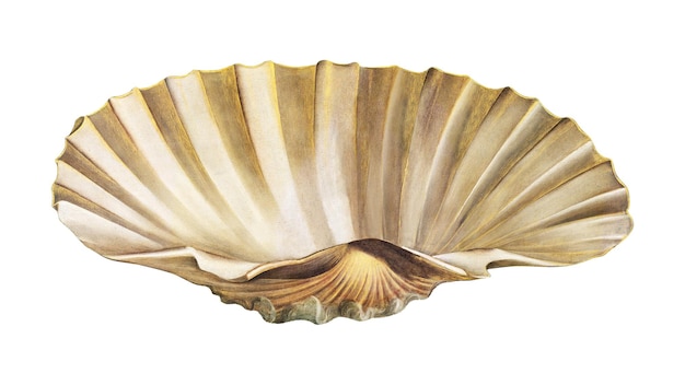 Elegante decoración de conchas de vieiras