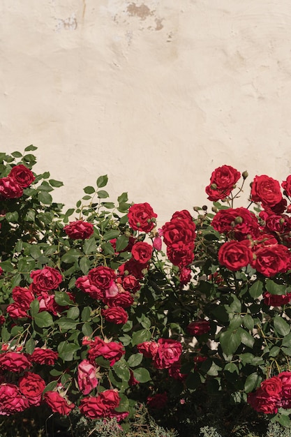 Elegante estética rosa roja flores y hojas sobre fondo beige neutro con espacio de copia