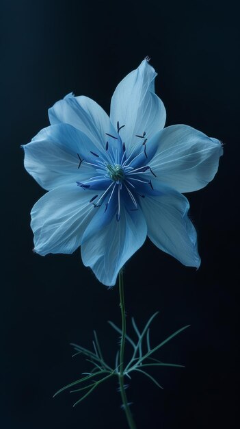 Elegante flor azul sobre un fondo oscuro